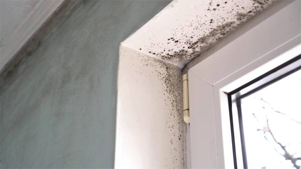 Certified Mold Removal in Cottondale, AL