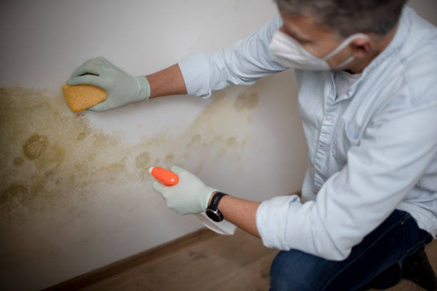 Best Mold Cleaning Services  in Cottonde, AL