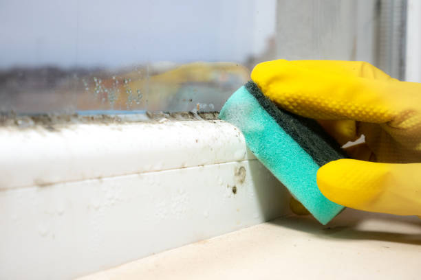 Best Mold Removal Specialists  in Cottonde, AL
