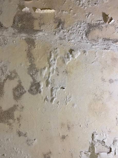 Best Fast Mold Removal  in Cottonde, AL