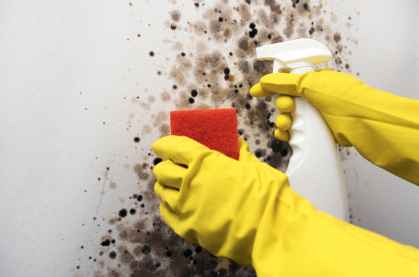 Best Office Mold Removal Services  in Cottonde, AL