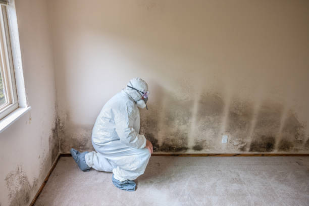 Best Mold Damage Repair  in Cottonde, AL