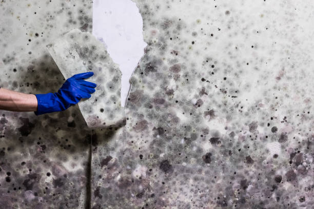 Best Attic Mold Removal  in Cottonde, AL